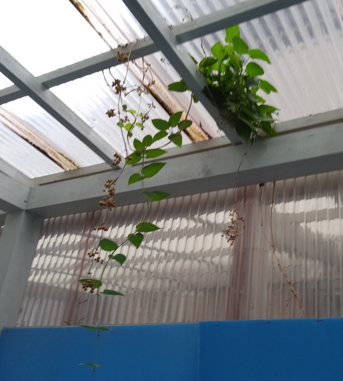 A foliage (?) plant in our parking place for bicycles