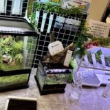 Exhibited at Japan Reptiles Show 2024
