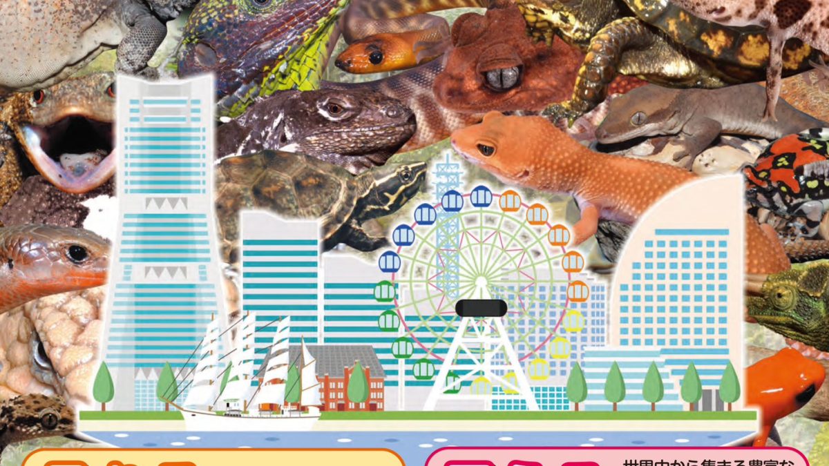 Exhibit at “Reptiles Show in Yokohama 2024”