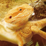 Exhibit at Tokyo Reptiles World Winter 2024