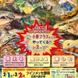 Exhibit at Japan Reptiles Show 2025 Winter