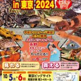 ジャパンレプタイルズショー in 東京 BIGレプに出展します