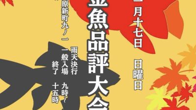 土浦金魚品評大会にに出展いたします